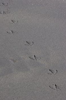 A close-up of bird prints in sand.