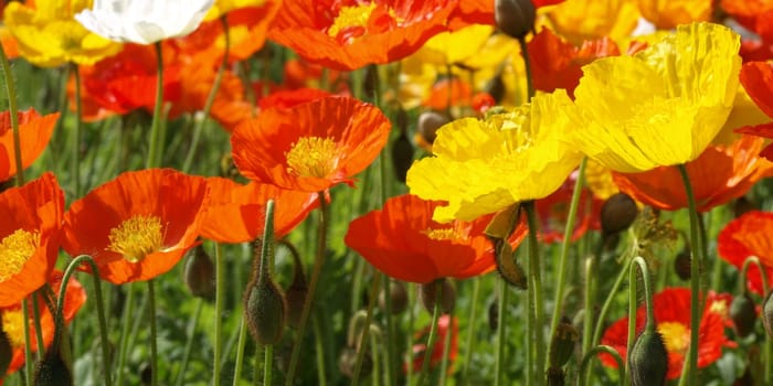 Flower bed of red and yellow papavers