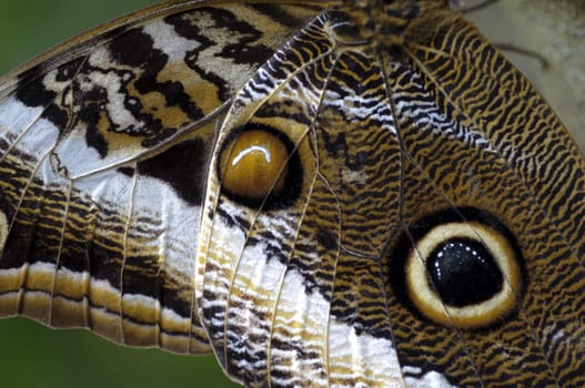 Tropical butterfly perched on a tree trunk
