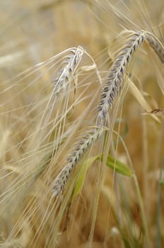 Plants of barley for production of beer
