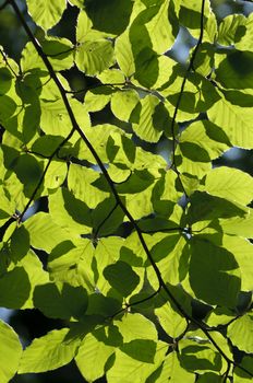 Tree leaves backlit by the sun in Summer