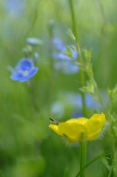 Yellow flower with insect and blue flowers in green grass