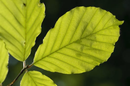 Tree leaves backlit by the sun in Summer