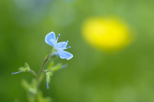 Blue Veronica flower in green grass and yellow flower