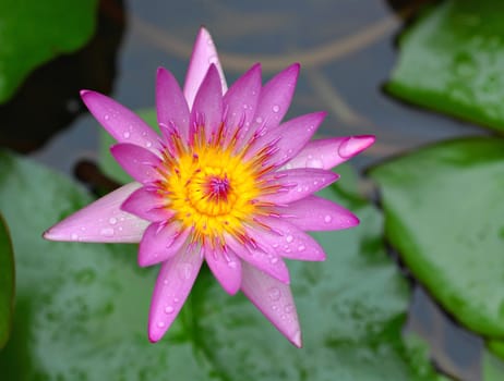 lotus