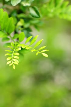 leaf background