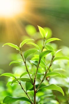 fresh green plant with sun ray