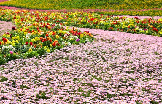 flower field