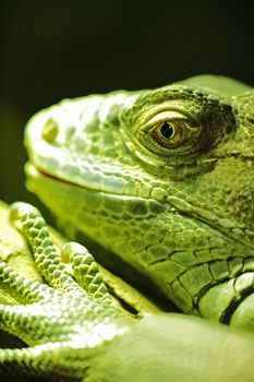 green iguana