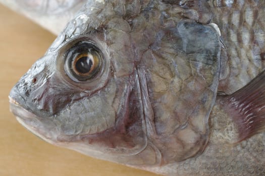 Closeup shot of the head of a fish called Tilapia (Selective Focus, Focus on the eye)