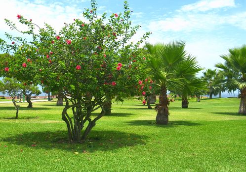 Park with a hibiscus tree and many palm trees on the so-called Costa Verde (Green Coast) in Miraflores, Lima, Peru