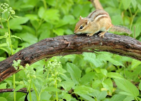 An eastern chipmunk perched on a tree branch.