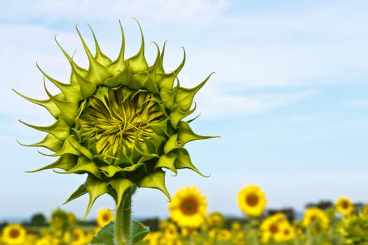 Sunflower field