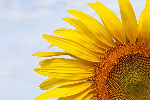 Sunflower and blue sky