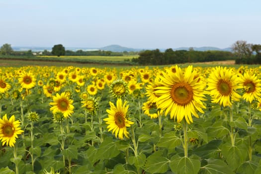 Sunflower field