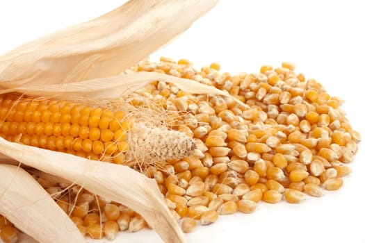 Maize and corn to be used as a background