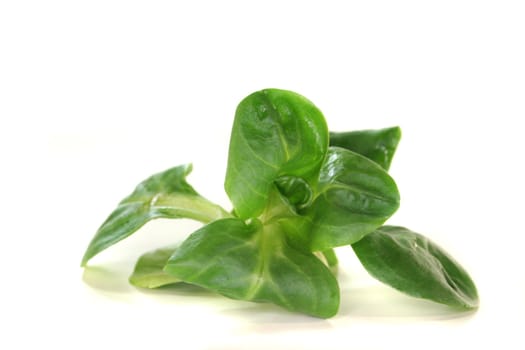 a sprig of fresh Corn salad on a white background