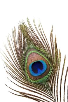 Detail of peacock feather eye on white background