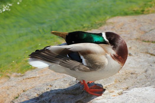 duck colvert