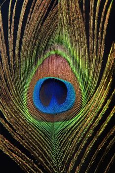 Detail of peacock feather eye on black background