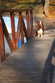 sad dog, basset hound on wooden bridge