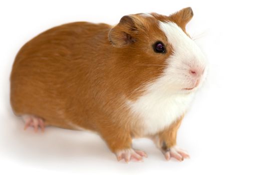 red guinea pig on white background