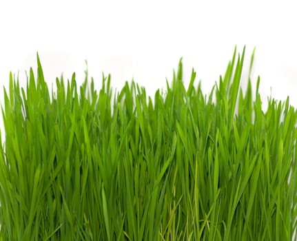 green grass on white background (wheat)