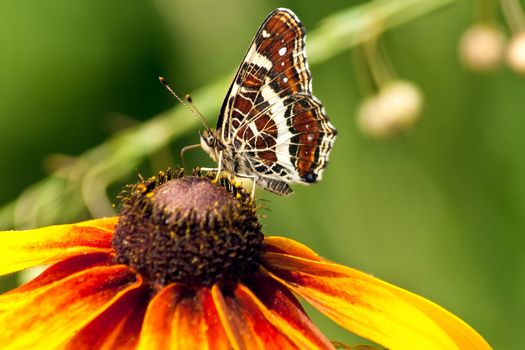 beautiful butterfly with patterned wings on flower of echinacea