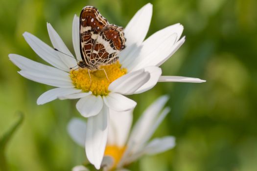 beautiful butterfly with patterned wings on the daisy