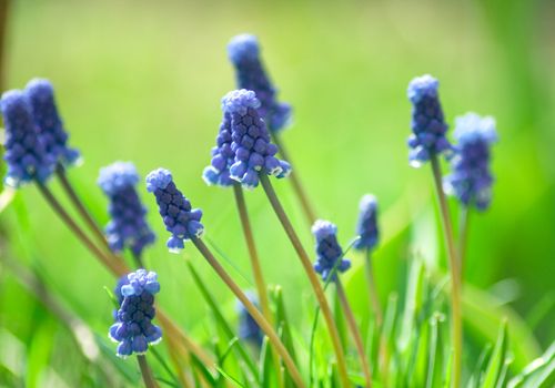 blue flowers with spring green grass on the background