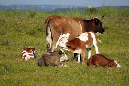 calf feeding with milk