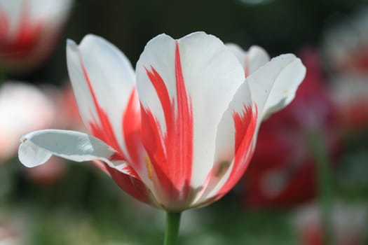 A close up in the sunlight of a red and white tulip