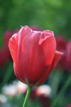 A close up of a pink tulip in the sunlight