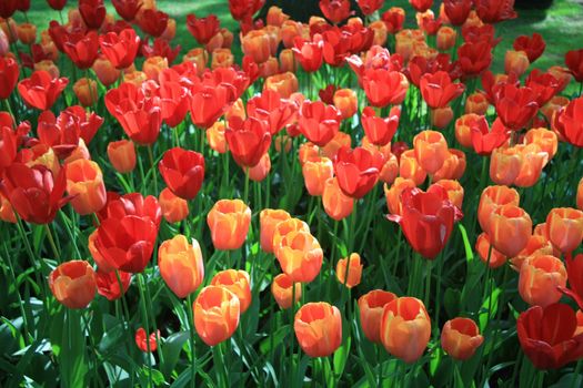 A group of orange and red tulips in a field