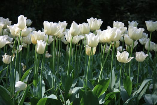 A group of white tulips in the sunlight