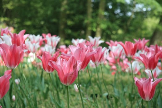 A group of pink and white tulips in a field