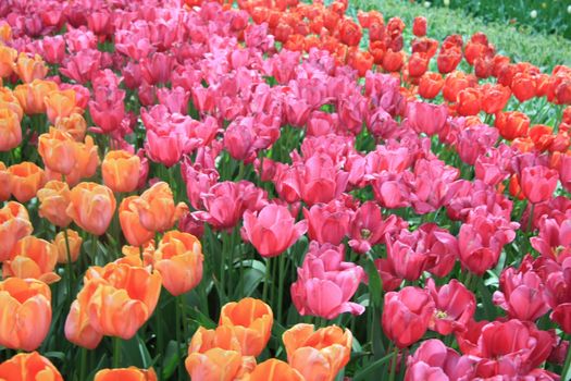 A group of orange, red and pink tulips in a field