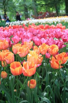 A group of orange, red and pink tulips in a field