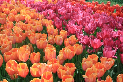 A group of orange, red and pink tulips in a field