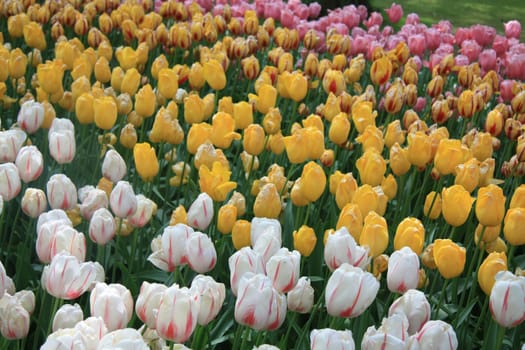 A group of pink, yellow and white tulips in a field
