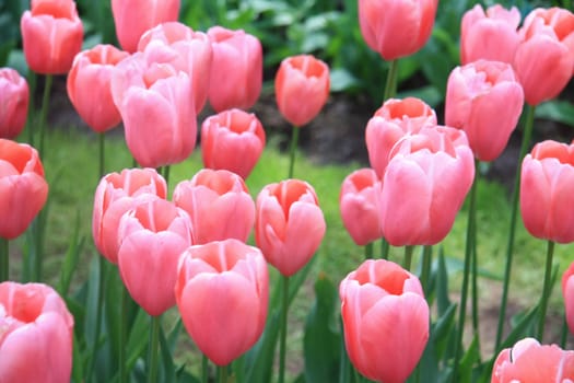 A group of pink tulips in a field