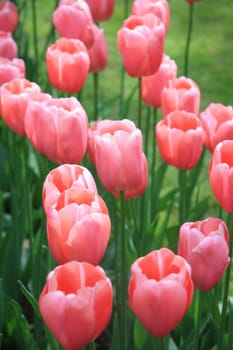 A group of pink tulips in a field