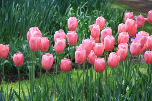 A group of pink tulips in a field