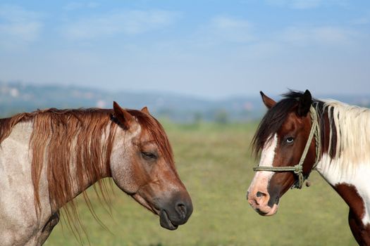 two horses portrait
