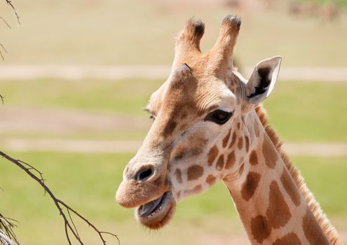 african giraffe in natural environment up close