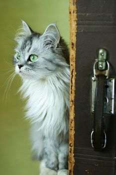 The image the cat and old suitcases