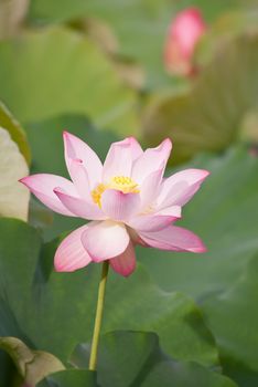 Lotus flower, landscape of nature flora in outdoor with pink and green color in summer.