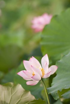 Lotus flower, landscape of nature flora in outdoor with pink and green color in summer.