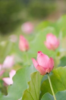 Lotus flower, landscape of nature flora in outdoor with pink and green color in summer.