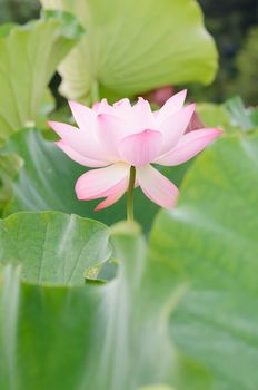 Lotus flower, landscape of nature flora in outdoor with pink and green color in summer.